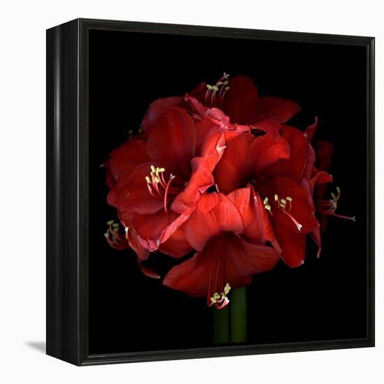 Amaryllis-Magda Indigo-Framed Premier Image Canvas