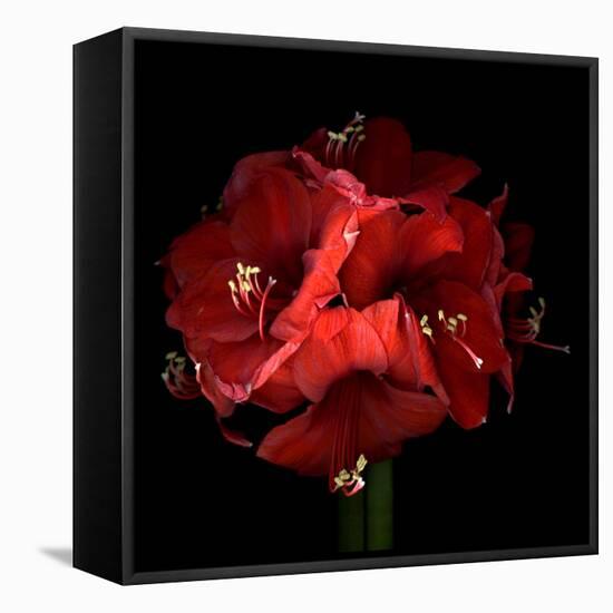 Amaryllis-Magda Indigo-Framed Premier Image Canvas