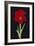 Amaryllis-Soraya Chemaly-Framed Giclee Print