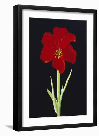 Amaryllis-Soraya Chemaly-Framed Giclee Print