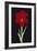 Amaryllis-Soraya Chemaly-Framed Giclee Print