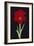 Amaryllis-Soraya Chemaly-Framed Giclee Print