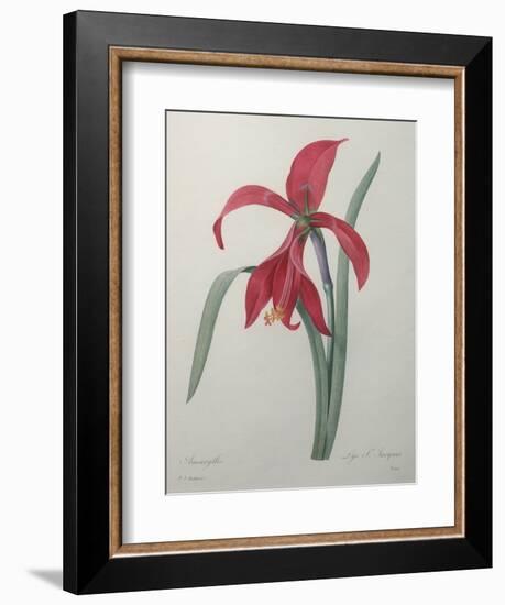 Amaryllis-Pierre-Joseph Redoute-Framed Art Print