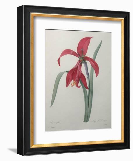 Amaryllis-Pierre-Joseph Redoute-Framed Art Print