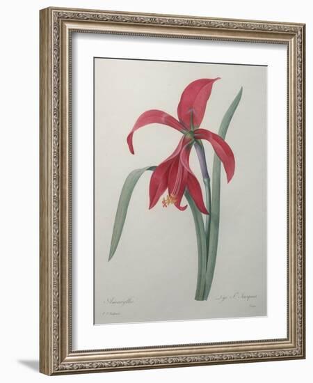 Amaryllis-Pierre-Joseph Redoute-Framed Art Print