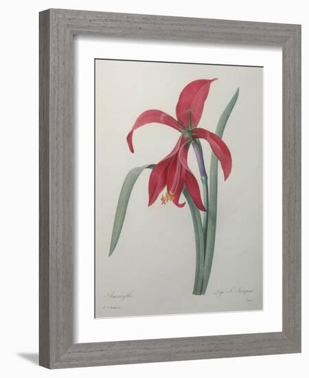 Amaryllis-Pierre-Joseph Redoute-Framed Art Print