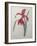 Amaryllis-Pierre-Joseph Redoute-Framed Art Print