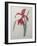 Amaryllis-Pierre-Joseph Redoute-Framed Art Print