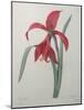 Amaryllis-Pierre-Joseph Redoute-Mounted Art Print