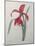 Amaryllis-Pierre-Joseph Redoute-Mounted Art Print