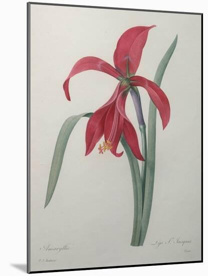 Amaryllis-Pierre-Joseph Redoute-Mounted Art Print