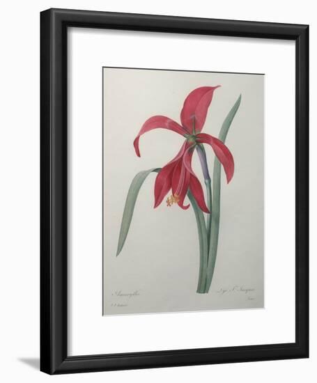 Amaryllis-Pierre-Joseph Redoute-Framed Art Print