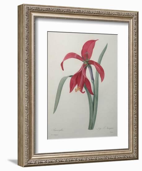 Amaryllis-Pierre-Joseph Redoute-Framed Premium Giclee Print