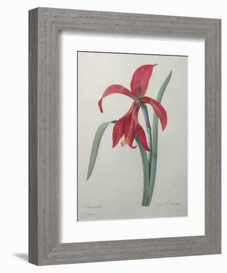 Amaryllis-Pierre-Joseph Redoute-Framed Premium Giclee Print