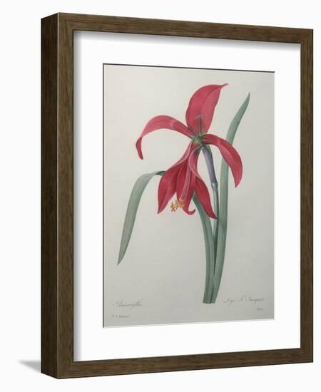 Amaryllis-Pierre-Joseph Redoute-Framed Premium Giclee Print