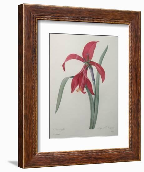 Amaryllis-Pierre-Joseph Redoute-Framed Premium Giclee Print