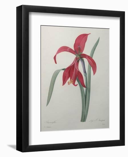 Amaryllis-Pierre-Joseph Redoute-Framed Premium Giclee Print