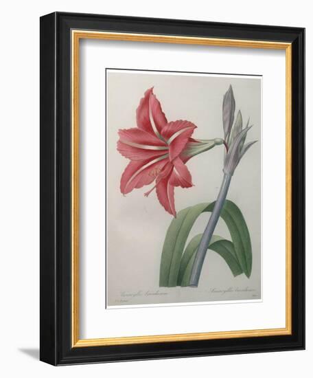 Amaryllis-Pierre-Joseph Redoute-Framed Art Print