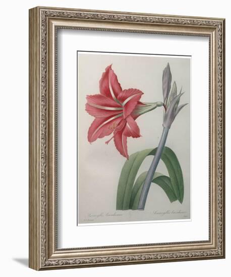 Amaryllis-Pierre-Joseph Redoute-Framed Premium Giclee Print