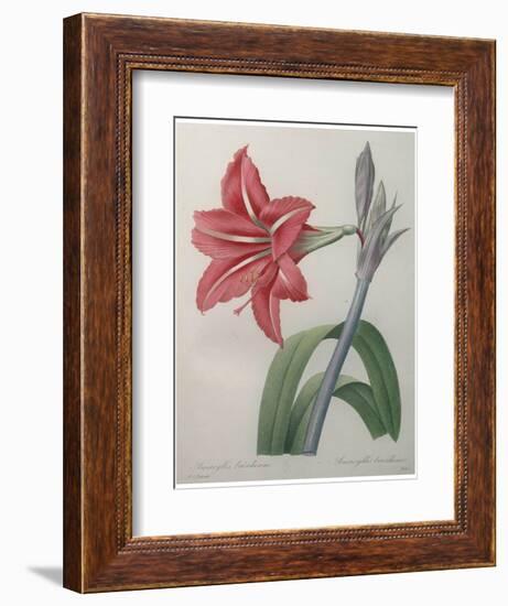 Amaryllis-Pierre-Joseph Redoute-Framed Premium Giclee Print