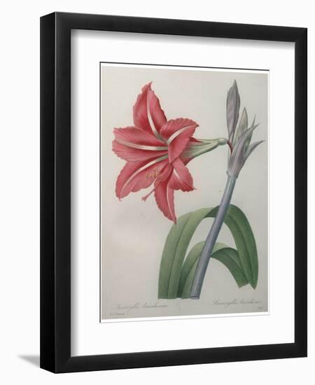 Amaryllis-Pierre-Joseph Redoute-Framed Premium Giclee Print