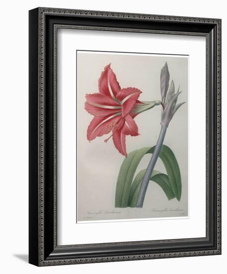 Amaryllis-Pierre-Joseph Redoute-Framed Premium Giclee Print