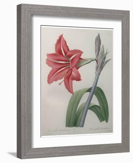 Amaryllis-Pierre-Joseph Redoute-Framed Art Print