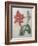 Amaryllis-Pierre-Joseph Redoute-Framed Art Print