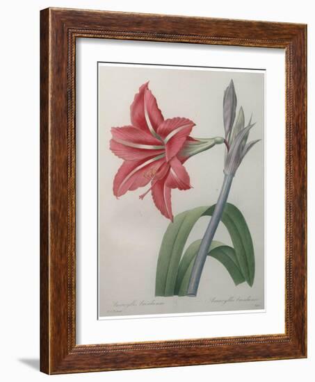 Amaryllis-Pierre-Joseph Redoute-Framed Art Print