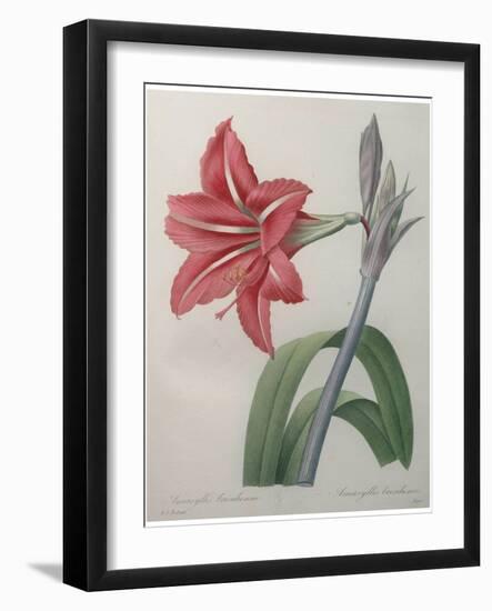 Amaryllis-Pierre-Joseph Redoute-Framed Art Print