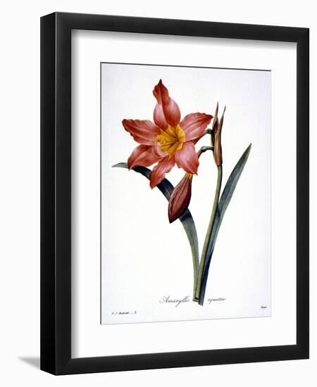 Amaryllis-null-Framed Giclee Print