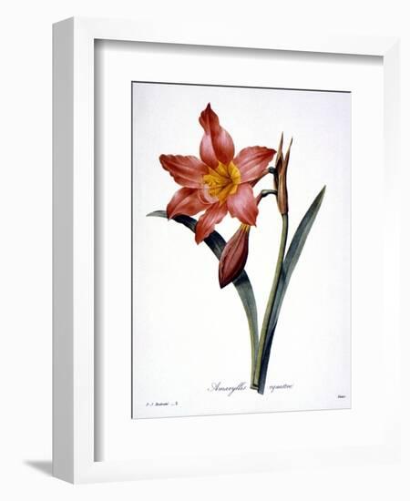 Amaryllis-null-Framed Giclee Print