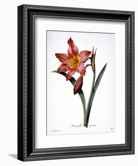 Amaryllis-null-Framed Giclee Print