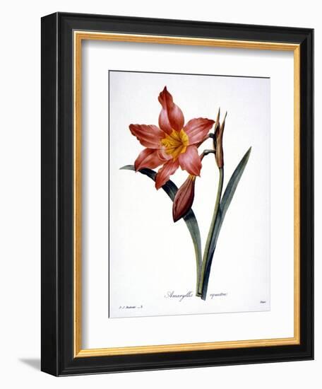 Amaryllis-null-Framed Giclee Print