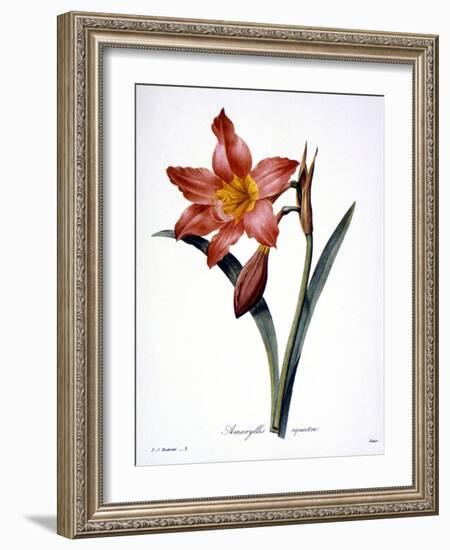 Amaryllis-null-Framed Giclee Print