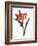 Amaryllis-null-Framed Giclee Print