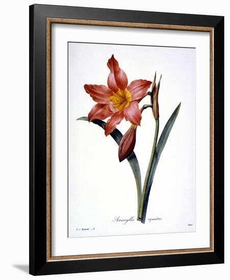 Amaryllis-null-Framed Giclee Print