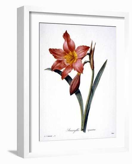 Amaryllis-null-Framed Giclee Print