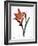 Amaryllis-null-Framed Giclee Print