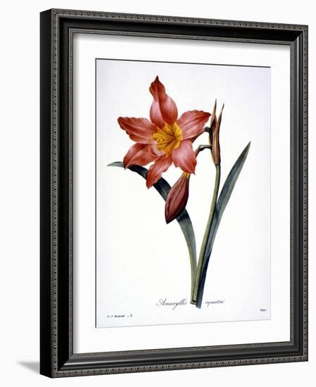 Amaryllis-null-Framed Giclee Print