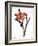 Amaryllis-null-Framed Giclee Print