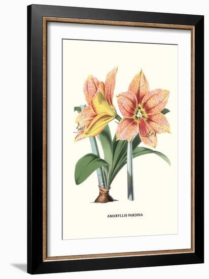 Amaryllis-Louis Van Houtte-Framed Art Print