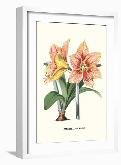 Amaryllis-Louis Van Houtte-Framed Art Print