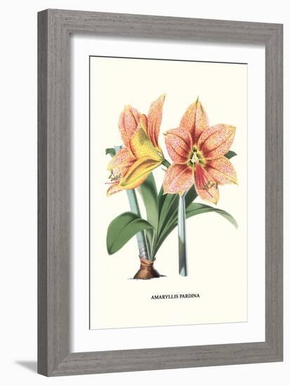 Amaryllis-Louis Van Houtte-Framed Premium Giclee Print