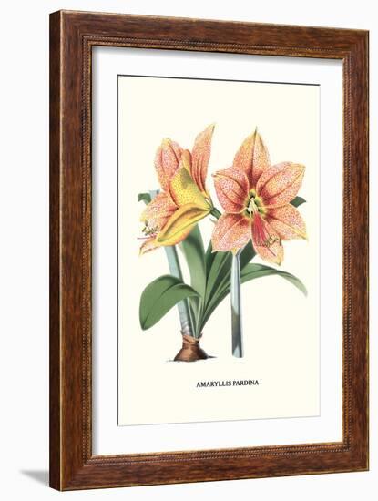 Amaryllis-Louis Van Houtte-Framed Premium Giclee Print