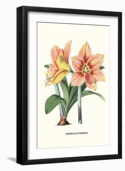 Amaryllis-Louis Van Houtte-Framed Premium Giclee Print