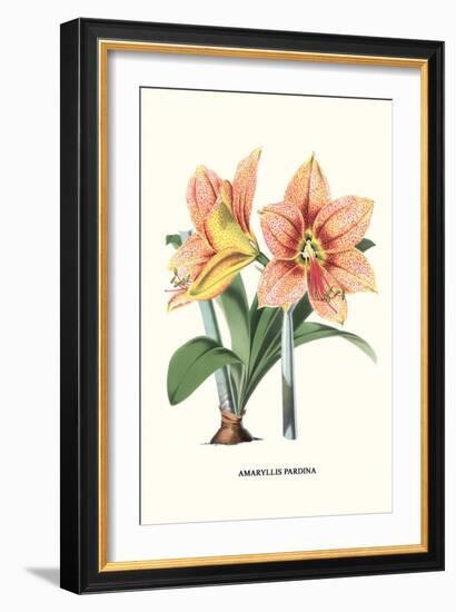 Amaryllis-Louis Van Houtte-Framed Premium Giclee Print