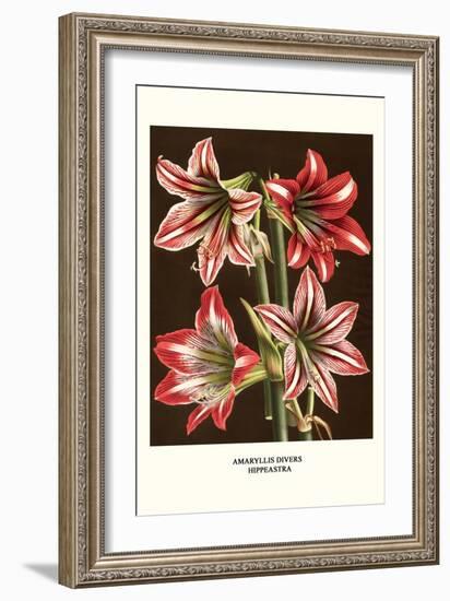 Amaryllis-Louis Van Houtte-Framed Premium Giclee Print