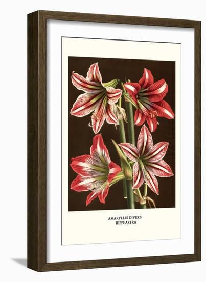 Amaryllis-Louis Van Houtte-Framed Premium Giclee Print