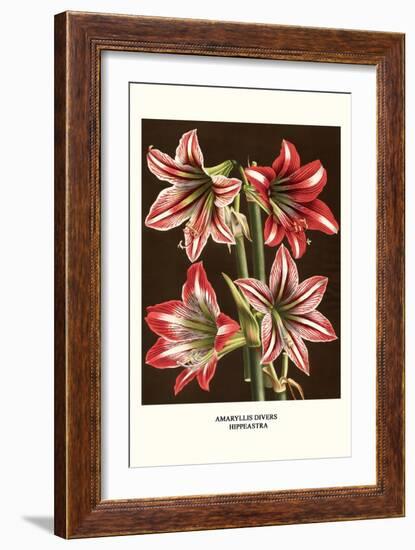 Amaryllis-Louis Van Houtte-Framed Premium Giclee Print